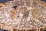 Gorgeous Indonesian Petrified Wood Table - Excellent Wood Detail #264872-4